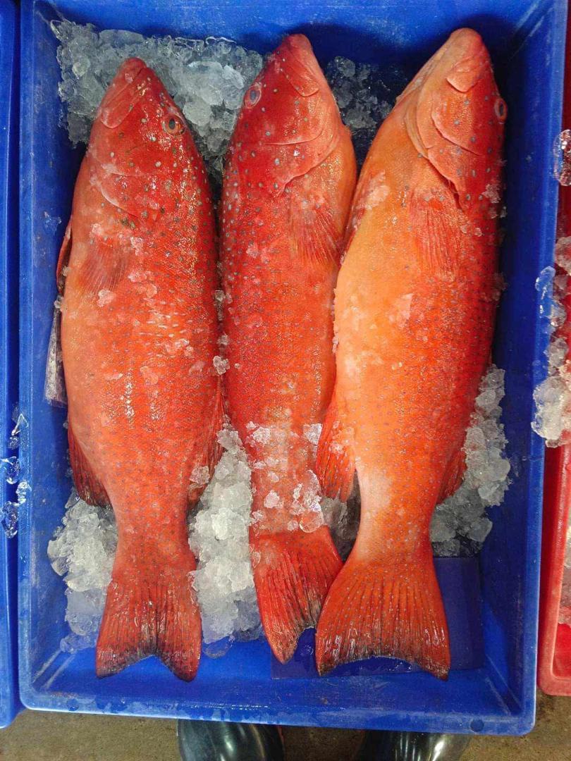 Coral Grouper